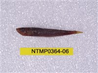 藏品(貢氏鰐齒魚)的圖片